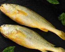 黃魚(yú)400-500G/條